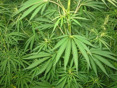 La marihuana sale del armario