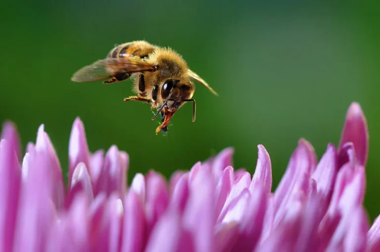 Por qué nadie le informa que el capitalismo salvó a las abejas