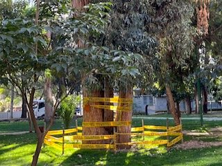 Por qué los eucaliptos no pertenecen a Cochabamba